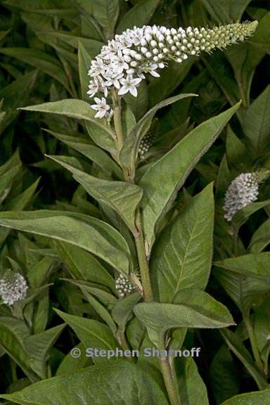 lysimachia clethroides 1 graphic